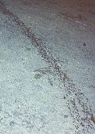 Column of large black ants